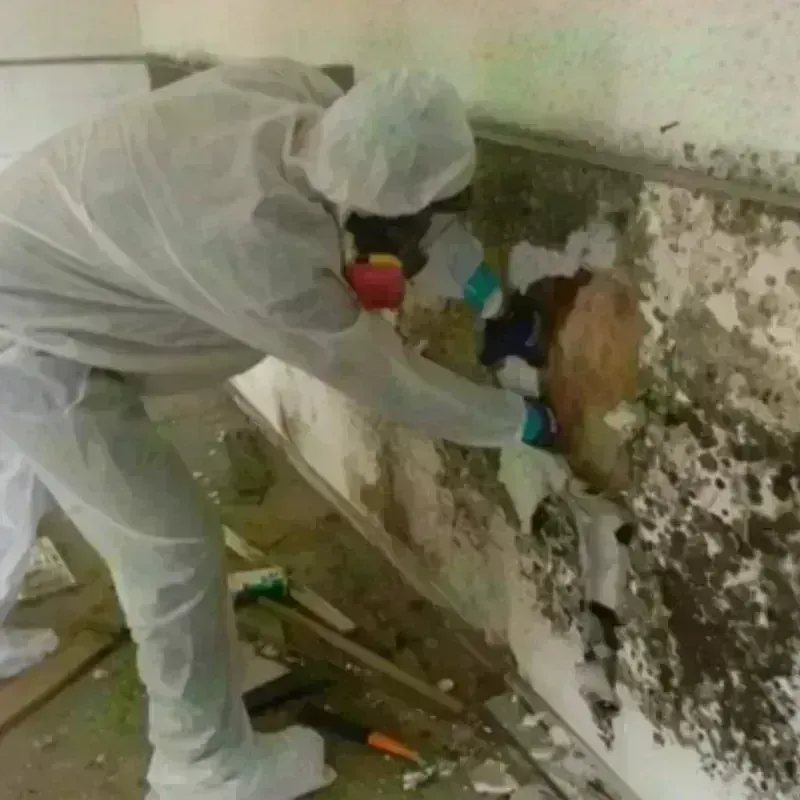 Mold Remediation and Removal in Wayne, ME